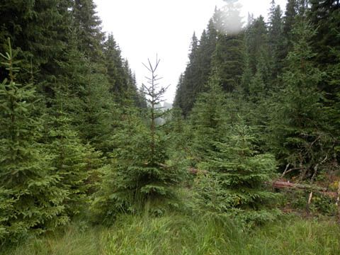 Foto 21